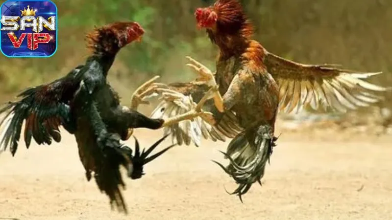 sanh-da-ga-cock-fighting:-da-ga-truc-tuyen